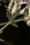 Toothed whitetop aster 